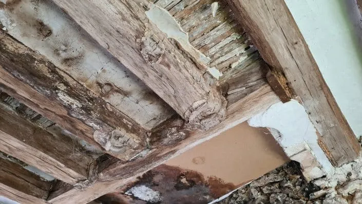 infiltration d'eau et développement de champignons lignivores sur charpente